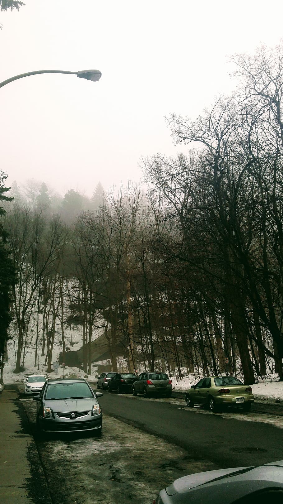 foggy, street, cars, auto, automotive, dead end, forest, gloomy, atmosphere, mysterious