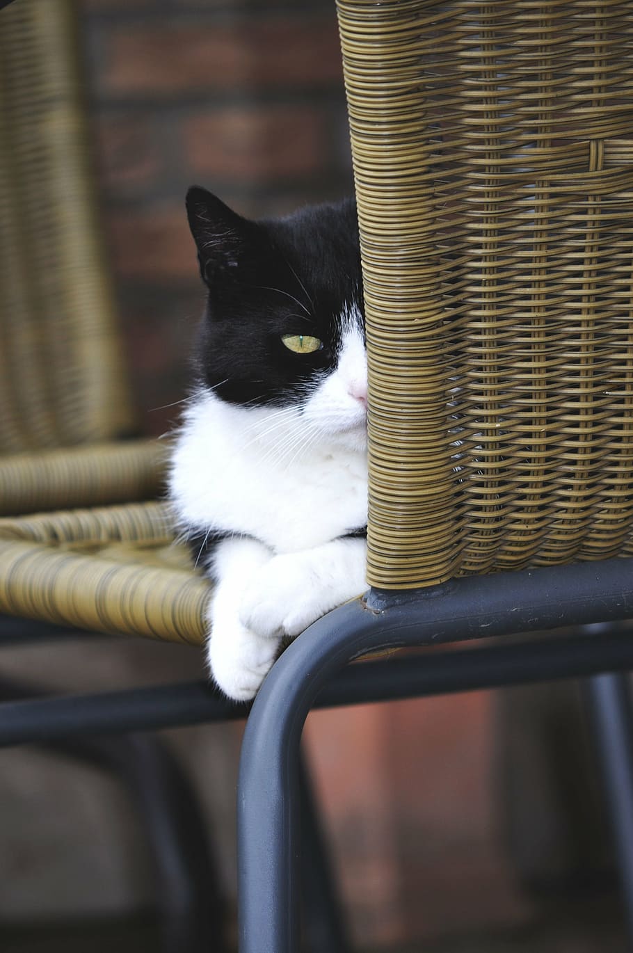 tuxedo cat, sitting, wicker chair, cat, pet, black and white cat, animals, domestic cat, paw, cute cat