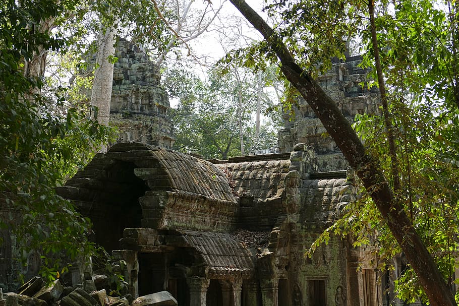 angkor, angkor wat, cambodia, temple, asia, temple complex, historically, ruin, tree root, jungle
