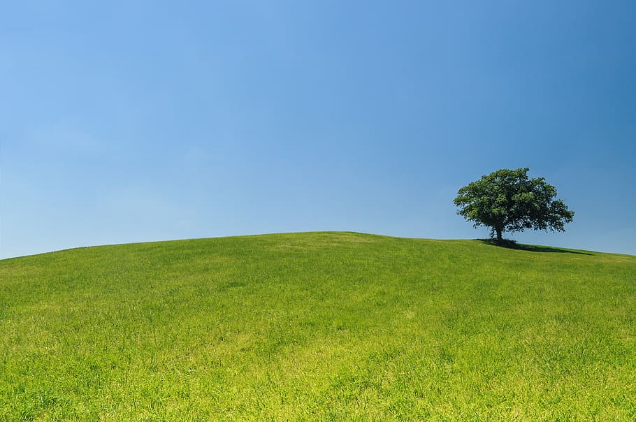 verde, folheado, árvore, campo de grama, paisagem, foto, grama, campo, céu, azul