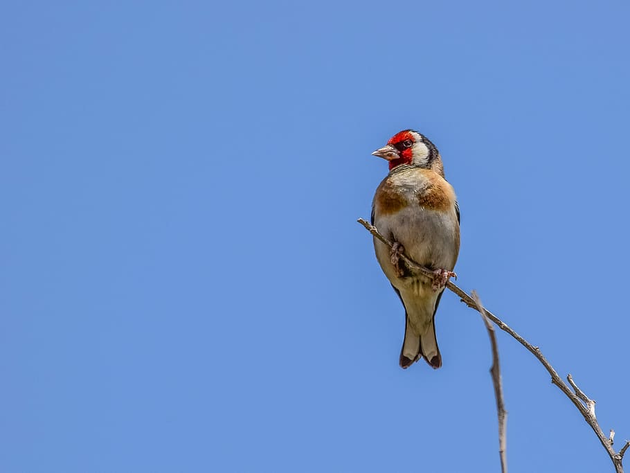 red, white, bird, standing, tree branch, european goldfinch, nature, wildlife, animal, birdwatching