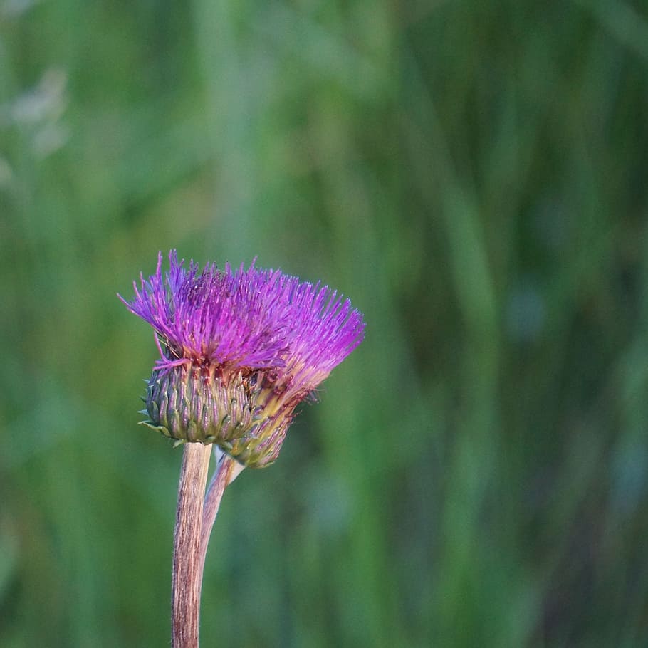 melancholy thistle, cirsium helenioides, thistle, asteraceae, wildflowers, flower, flowering plant, plant, freshness, beauty in nature