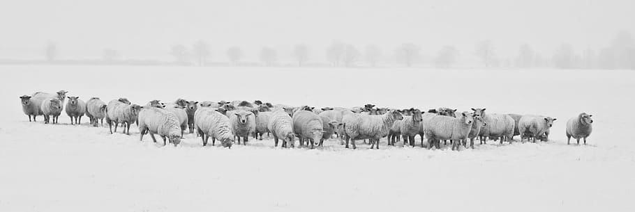 herd of sheep, winter, snow, sheep, animals, cold, season, nature, white, frost
