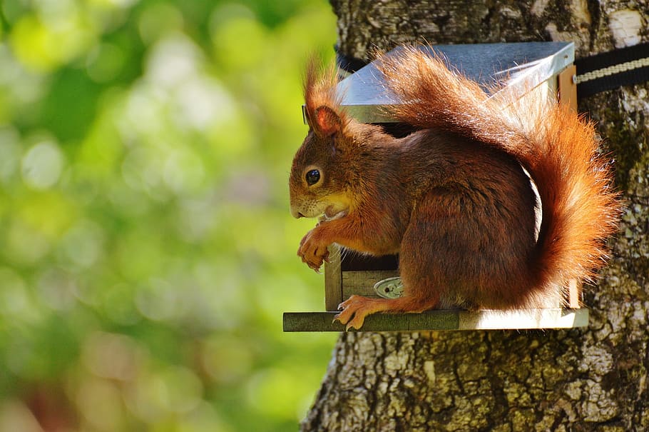 squirrel, top, tree, nager, cute, nature, rodent, climb, garden, eat