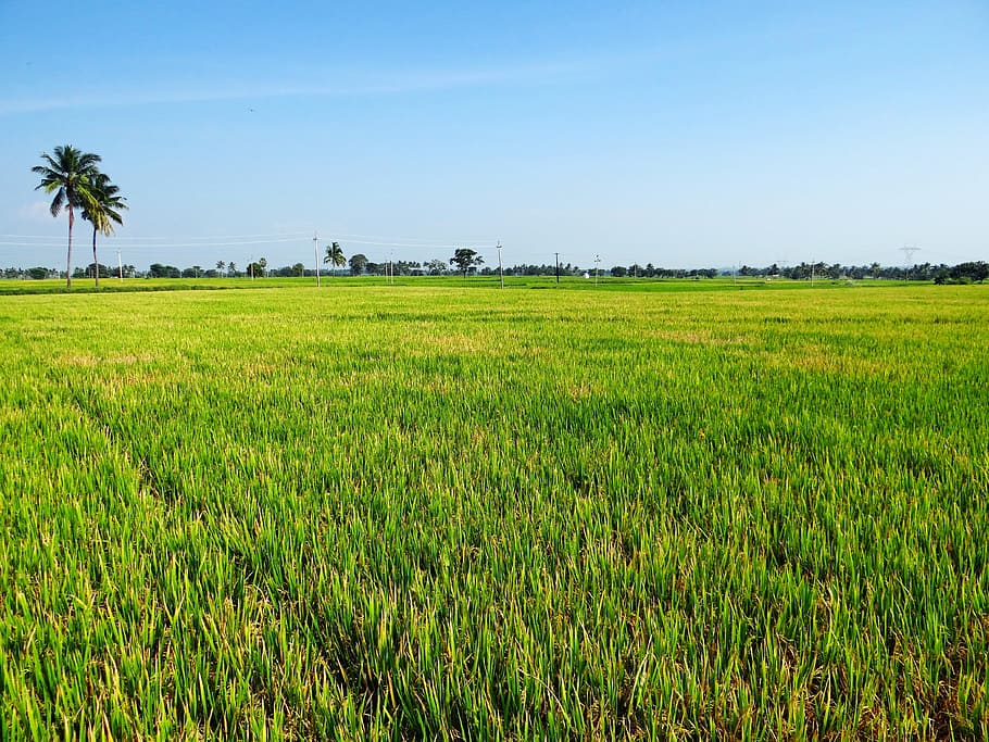green field, Paddy Cultivation, Gangavati, Karnataka, gangavati, karnataka, india, crop, field, agriculture, landscape