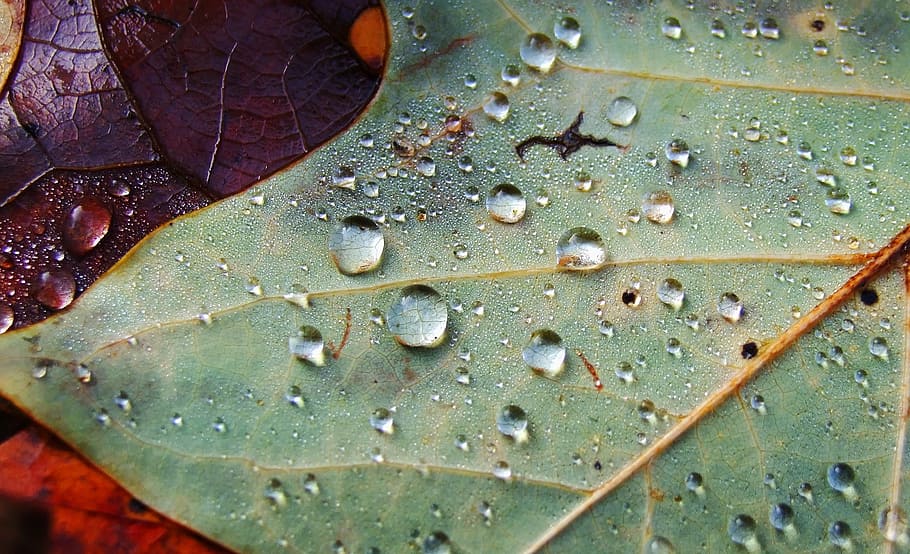macro photography, green, leaf, drip, drop of water, macro, leaves, rain, wet, autumn