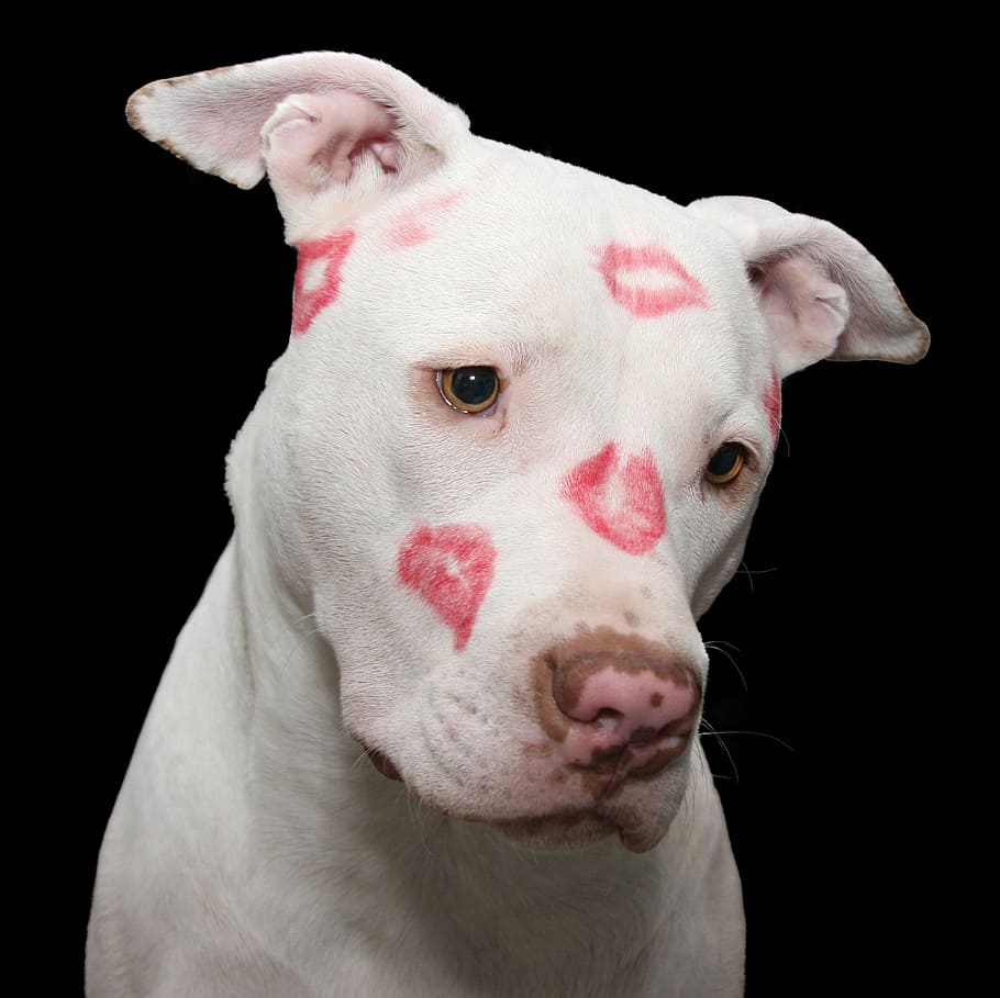 dewasa, putih, pit bull terrier amerika, tanda ciuman, pit bull, anjing, pitbull, valentine, hari kasih sayang, staffordshire
