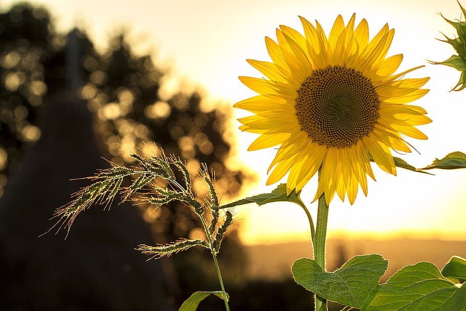 yellow, sunflower, closeup, sun, summer, nature, flower, field, sunflower field, agriculture
