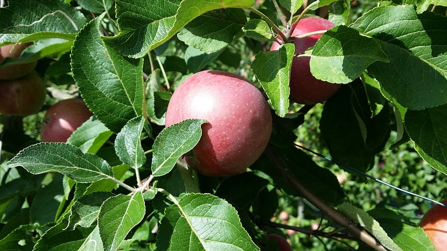 Manzana, árbol, otoño, hoja, fruta, alimentación saludable, comida y bebida, frescura, comida, parte de la planta