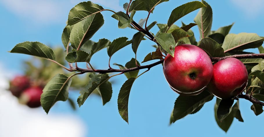 selective, focus photography, red, apple, red apple, apple orchard, sky, clouds, branch, delicious