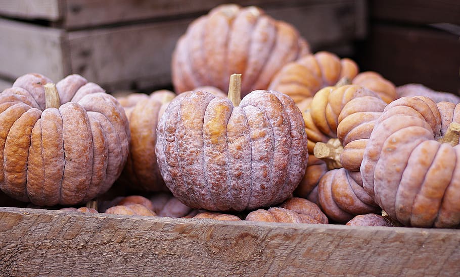 pumpkin, autumn, food, fruit, harvest, halloween, vegetables, choose, eat, autumn fruits