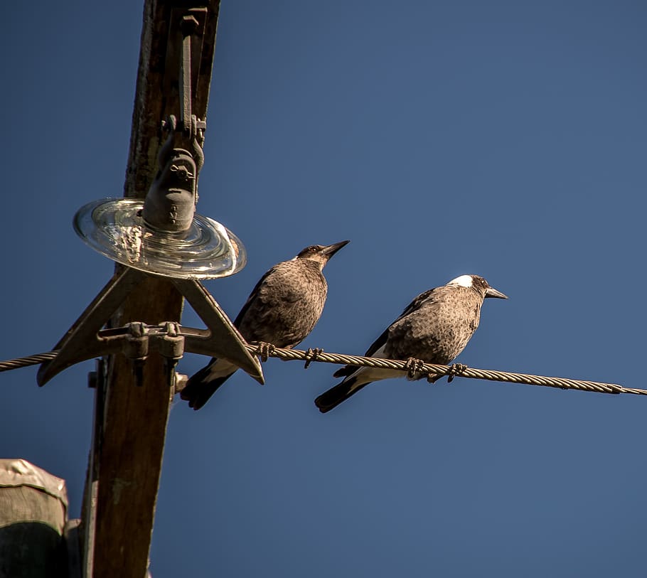 magpies, australian magpies, birds, two, immature, young, power line, pole, blue sky, black