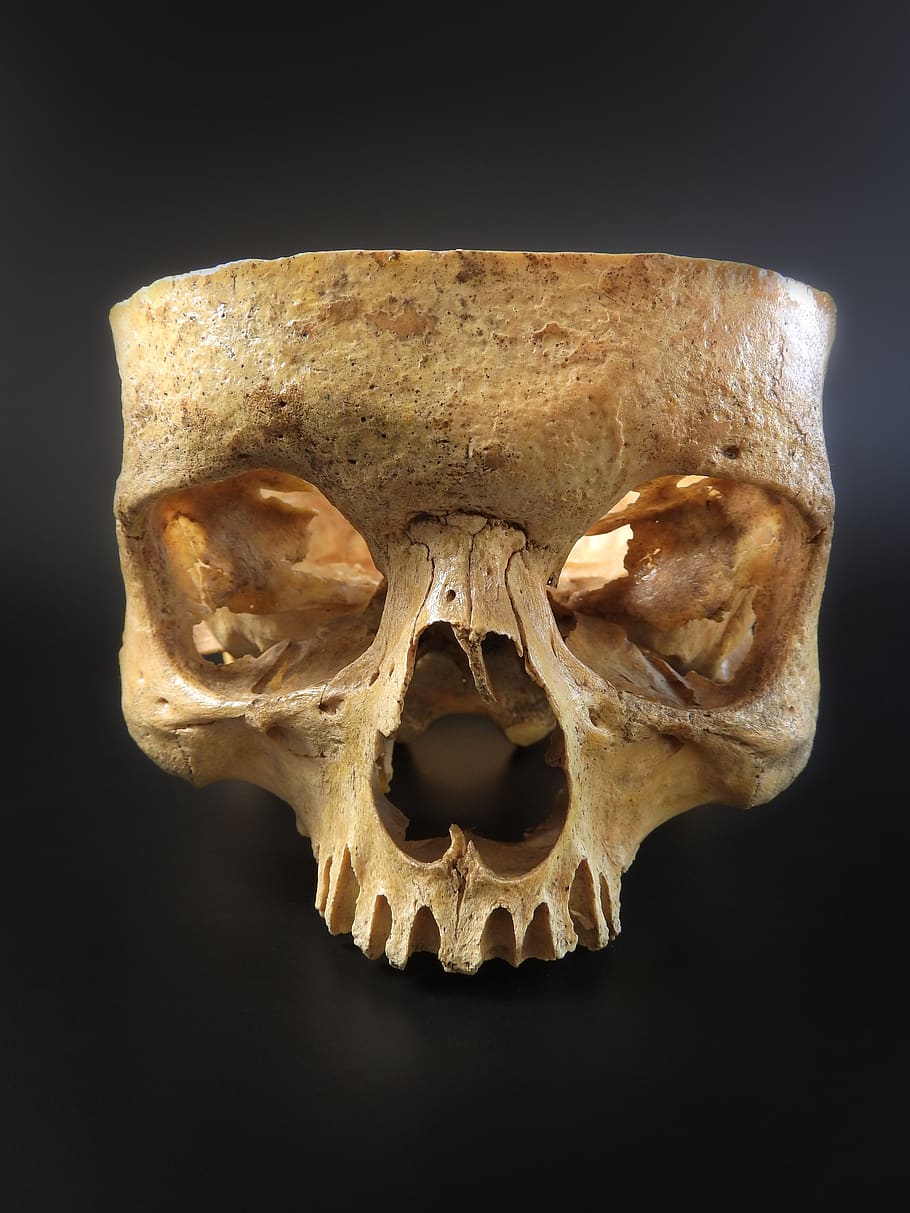 crânio, crânio humano, exposição, sobre um fundo preto, a órbita, anatomia, um, biologia, osso, esqueleto humano