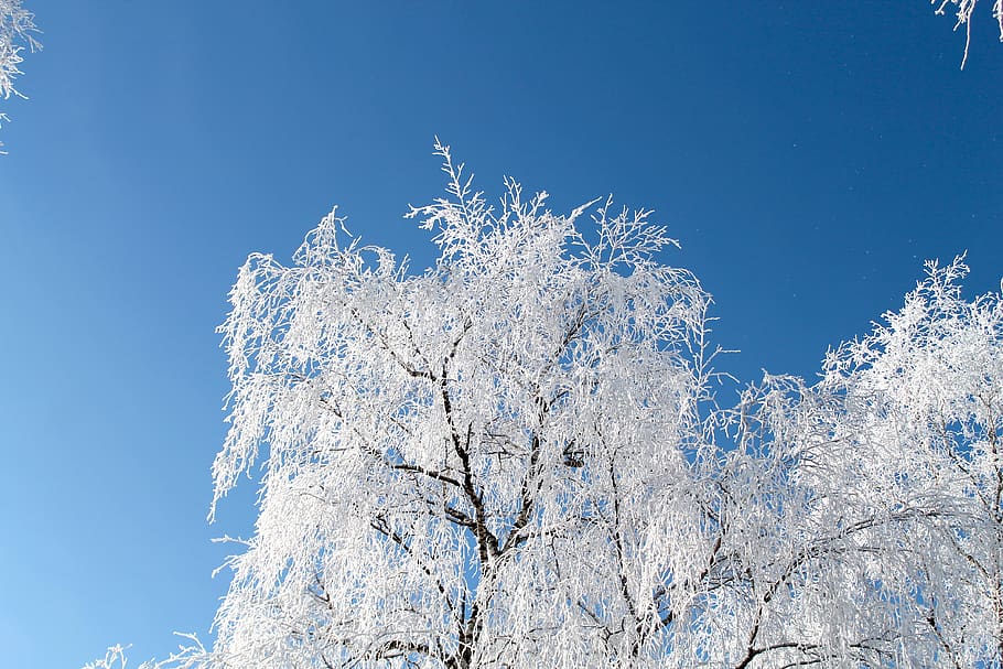 musim dingin, pohon, es, salju, langit biru, biru, langit, tanaman, suhu dingin, sudut pandang rendah