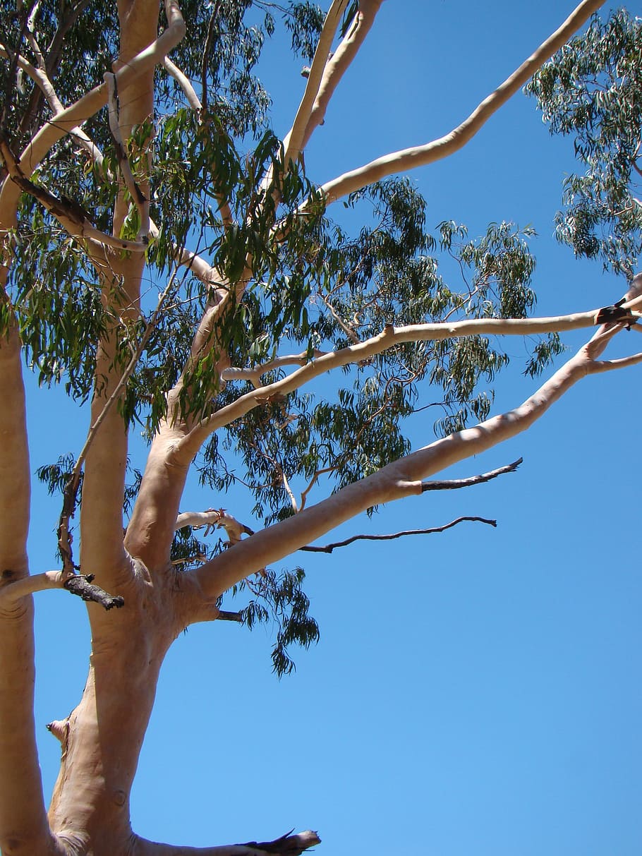 Eucalyptus, Gum Tree, Australia, tree, nature, gum, native, natural, flora, eucalypt