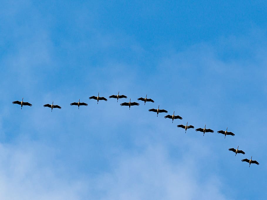 cranes, aura, autumn, migration, sky, the birds, nature, flight, flying, group of animals