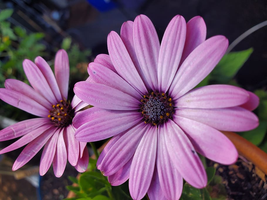 african daisy, pink, gardening, nature, beautiful, flowers, flower, flowering plant, petal, fragility