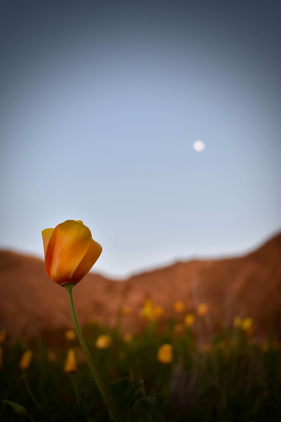 bajo, fotografía de enfoque, amarillo, campo de amapolas de california, flor, naturaleza, cielo, al aire libre, campo, puesta de sol