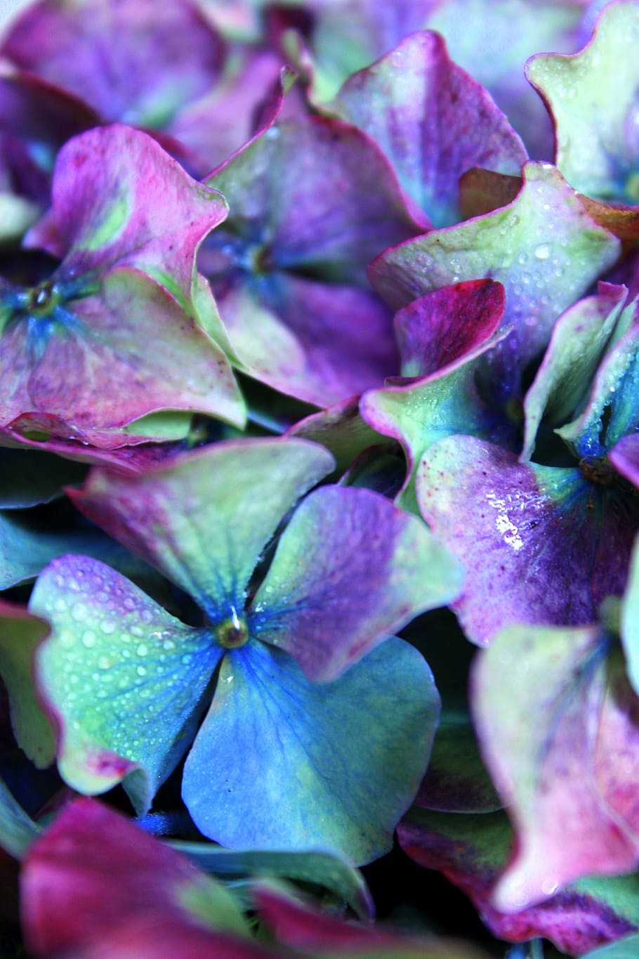 close-up photography, purple, green, petaled flowers, hydrangea, colorful, flower, plant, nature, garden