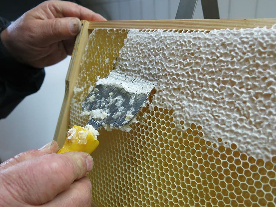 person scrapping beehive, honey, honeycomb, uncapping, frames, pike perch, beekeeper, bee, beehive, beeswax