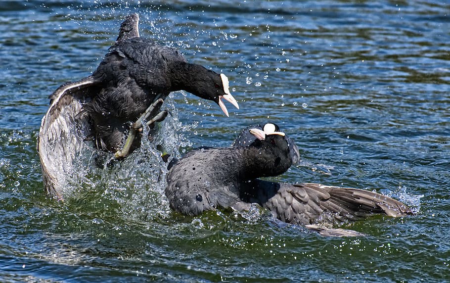 coots, argue, fight, wing, waters, nature, waterfowl, plumage, fluffy, feather