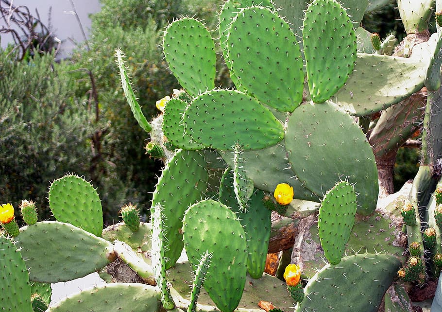 Cactus, Snowshoes, Yellow, Flowers, yellow flowers, quills, botany, prickly pear, flowering, growth