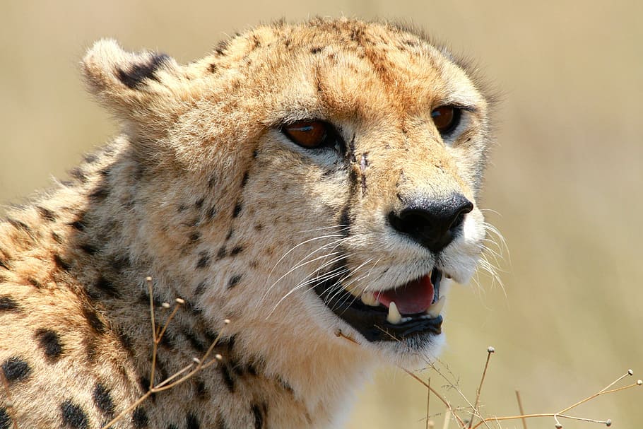 cheetah di siang hari, cheetah, margasatwa, afrika, hewan, alam, kucing, tema binatang, satwa liar, satu hewan