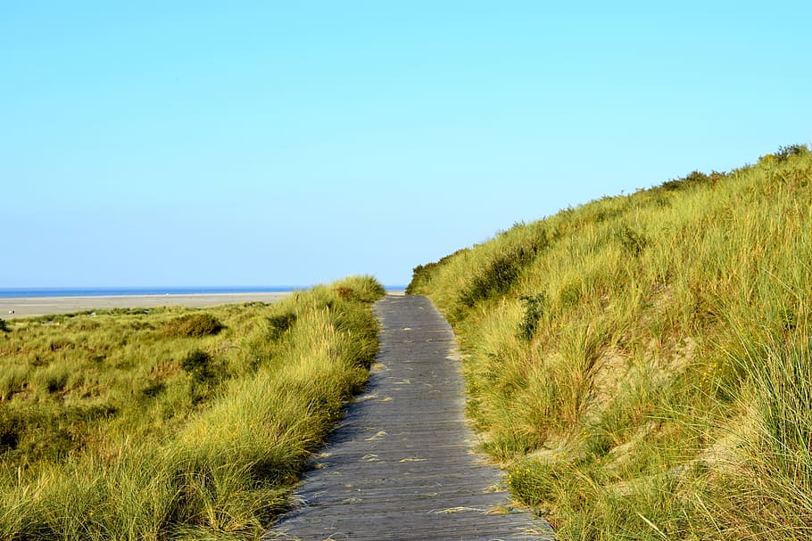Borkum, Cycle Path, Trail, Away, Dunes, sea, sky, go for a walk, nature, landscape