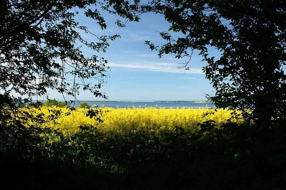 mark, yellow, natural, denmark, oilseed rape, view, landscape, flowers, plant, growth