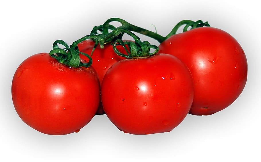 four tomatoes, Tomato, Plant, Red, Food, Garden, tomato, plant, red, food, tomatoes, bush tomatoes