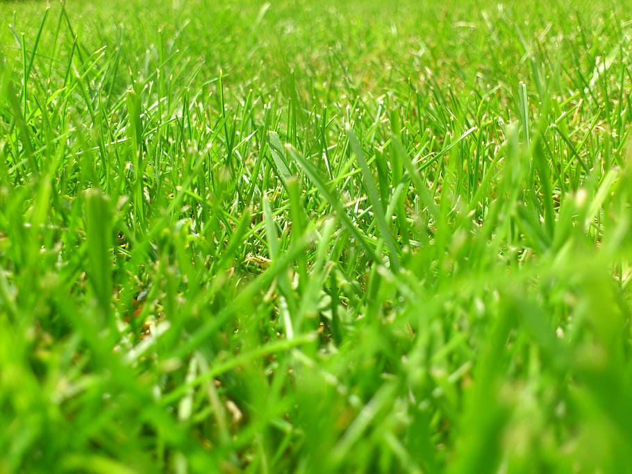 green grass, Meadow, Rush, Grass, Green, grass, green, blade of grass, grasses, nature, background