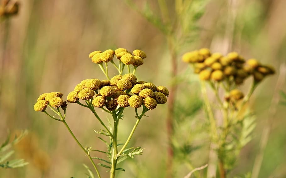 tansy, wild flower, tanacetum vulgare, worm herbal, nature, blossom, bloom, flower, pointed flower, inflorescences