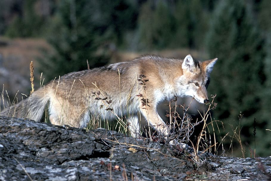 coyote, wildlife, nature, park, wild, canine, predator, fur, animal, wilderness