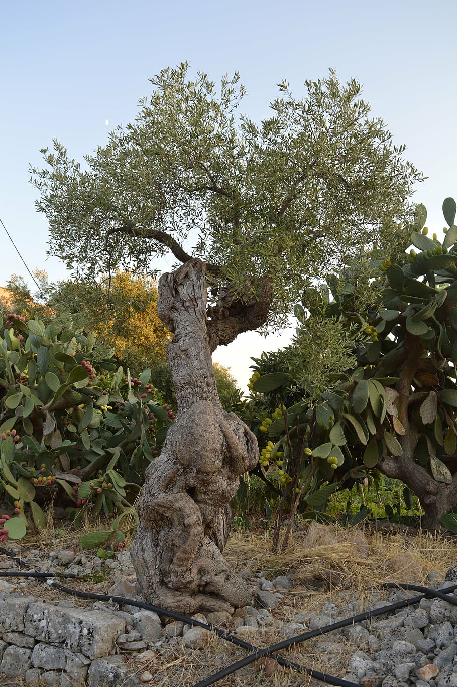 tree, olive tree, puglia, olives, olive grove, agriculture, green, oliva, cultivate, olive plants