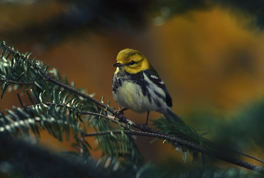 yellow, gray, bird perching, tree, bird, warbler, female, black throated, green, wildlife