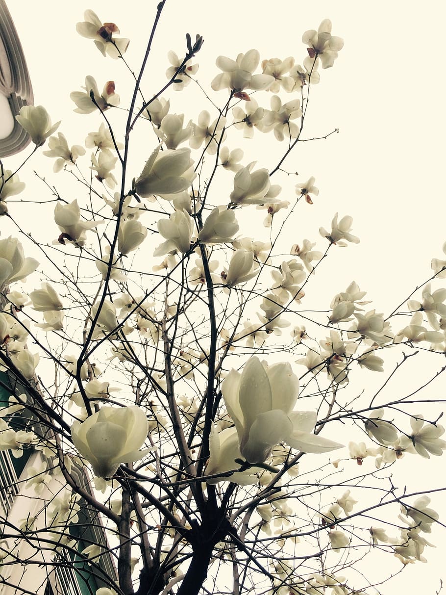Cielo blanco, magnolia, paisaje, flor, árbol, rama, naturaleza, primavera, planta, planta floreciendo