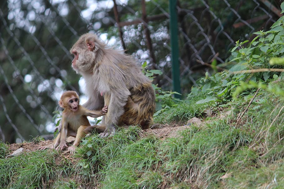 Baby Monkey, Mother, Shimla, mother monkey, rhesus macaques, monkey, animal, animal wildlife, baboon, animals in the wild