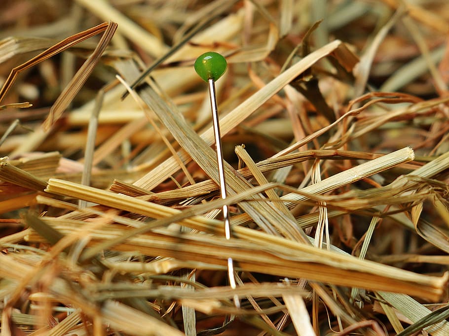 silver, green, frame, surrounded, dried, leaves, needle in a haystack, needle, haystack, love
