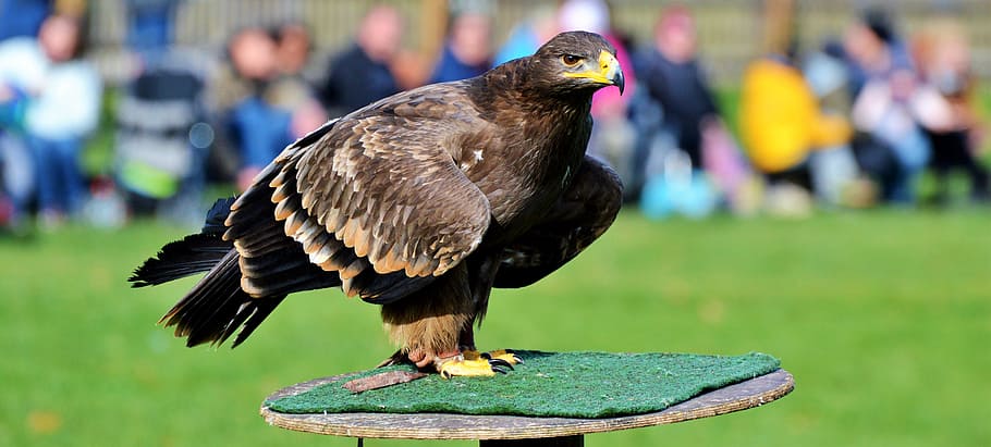brown falcon, adler, bird of prey, raptor, bird, bill, coat of arms of bird, heraldic animal, brown eagle, majestic