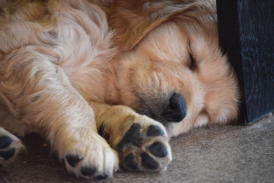 ゴールデン・リトリーバーの子犬, 子犬, 足, 睡眠, ゴールデン・リトリーバー, 昼寝, かわいい, 愛らしい, 動物のテーマ, 1つの動物