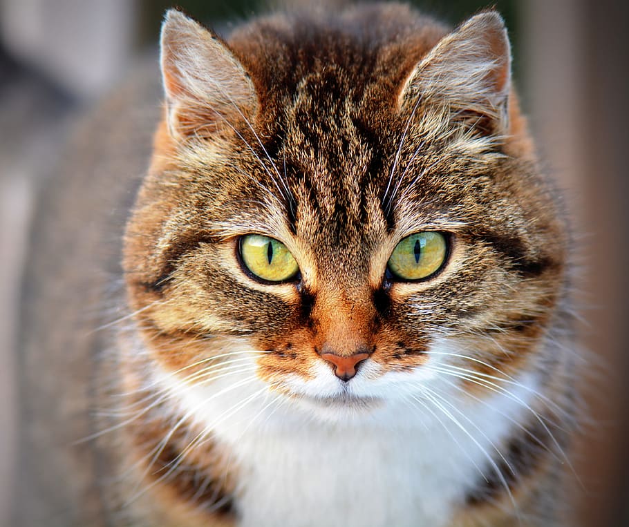 fotografía de retrato, marrón, atigrado, gato, gato blanco, animal, mascota, gatos, de cerca, gato doméstico