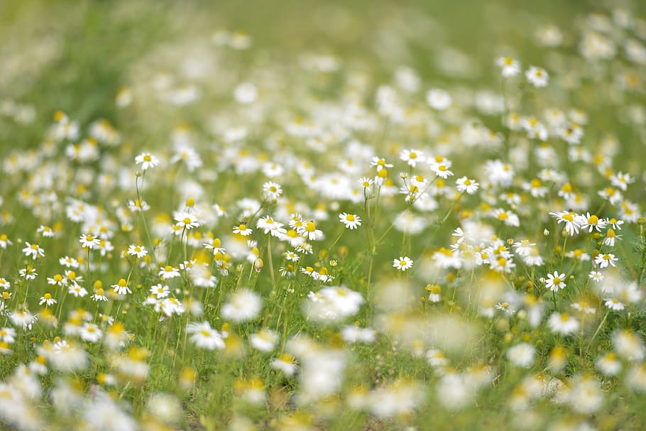 branco, campo de flores de oxford susan, flores, margaridas, florescência, natureza, primavera, floral, planta, jardim