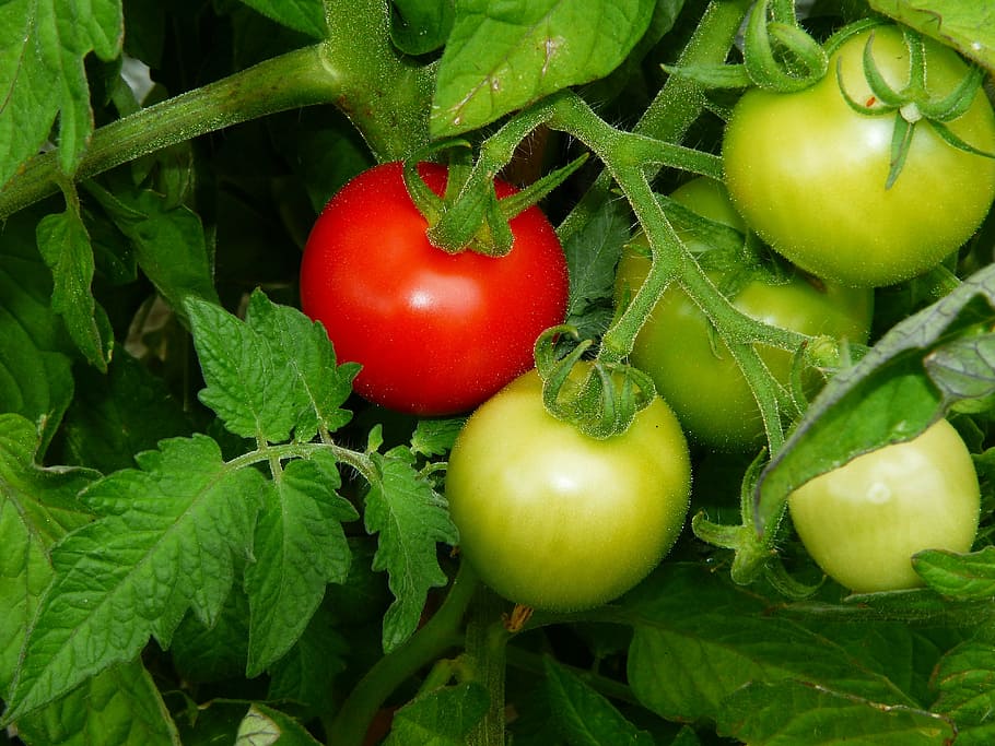 unripe, ripe, tomato, maturity level, bush tomatoes, hell fire, nachtschattengewächs, mature, maturation, immature