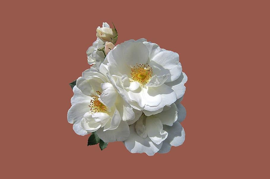white, rose, flowers, pink, background, bad kissingen, rose garden, rose flower, close, floribunda diamond border