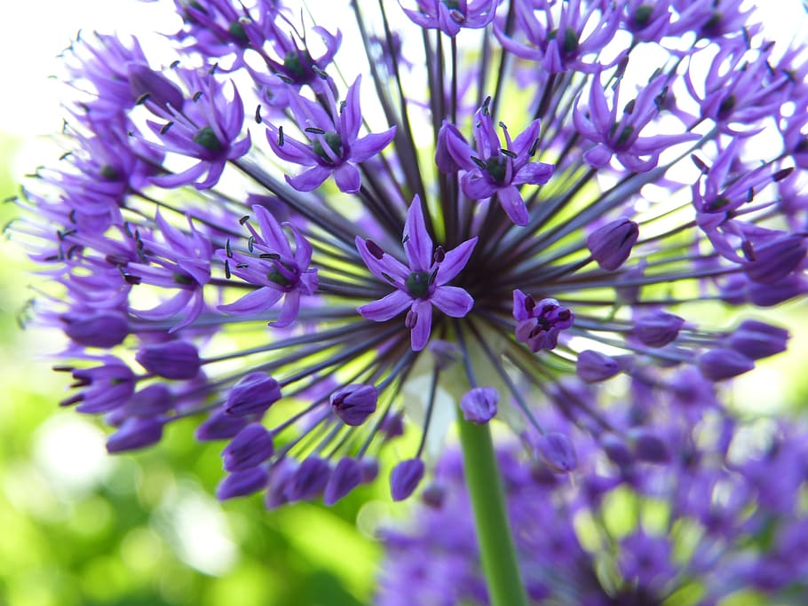 ornamental onion, allium, lilies, garden, plant, maintain, leek flower, asterisk, purple, nature