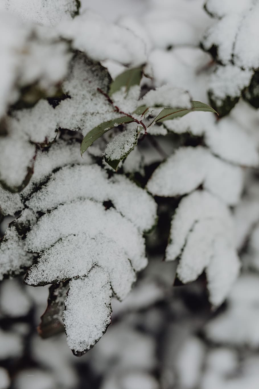 neve, inverno, branco, natureza, arbustos, jardim, Polônia, polska, Ramos, coberto