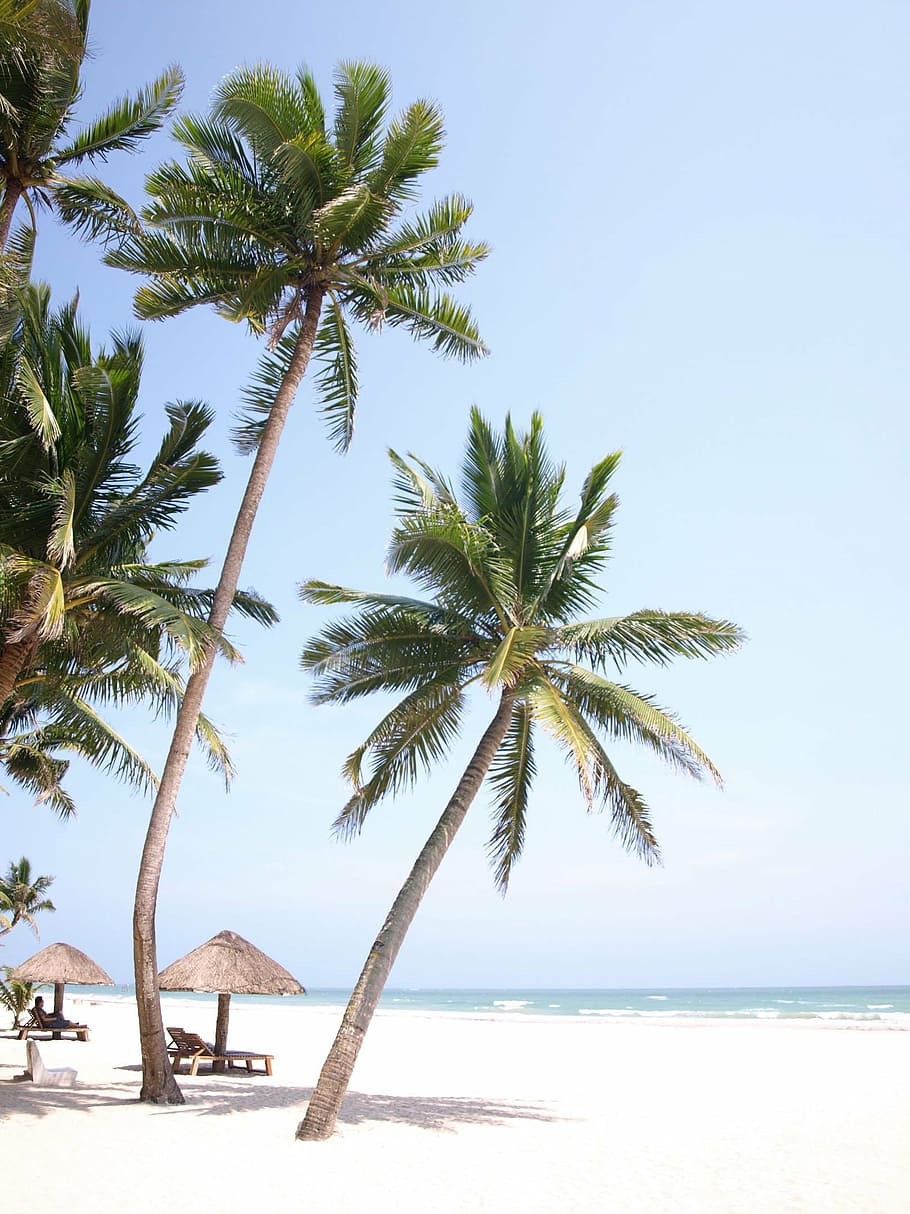 two coconut trees, palm tree, sea view, beach, white sands, take, summer, holy days, sea, tree
