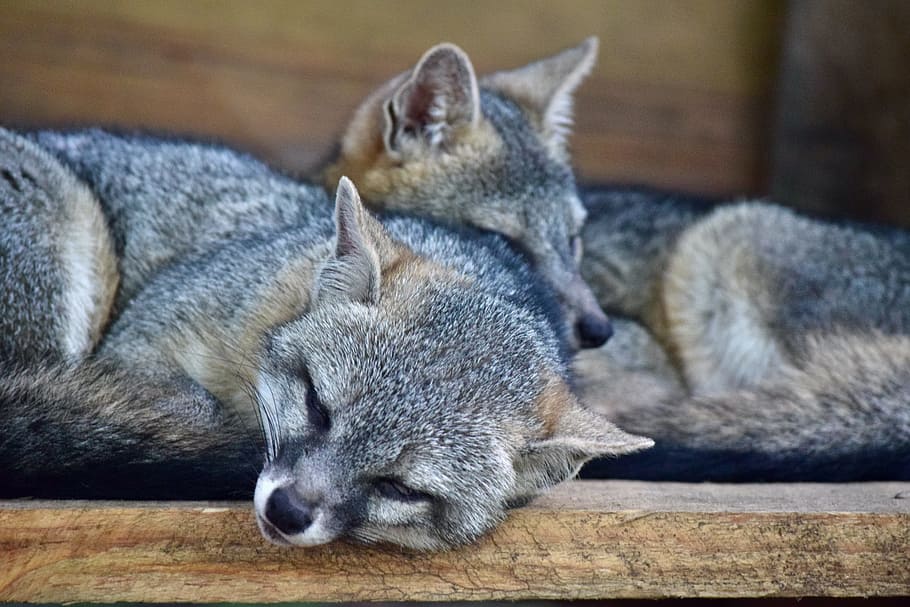 dois raposa cinzenta, raposa cinzenta, mapache, naturais, guaxinim, peles, natureza, carnívoro, selvagem, floresta