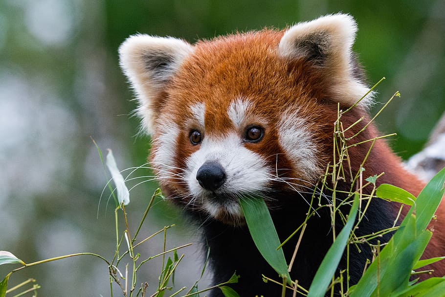 Panda vermelho, panda vermelho comendo grama, um animal, temas animais, animal, animais selvagens, mamífero, foco em primeiro plano, planta, vertebrado