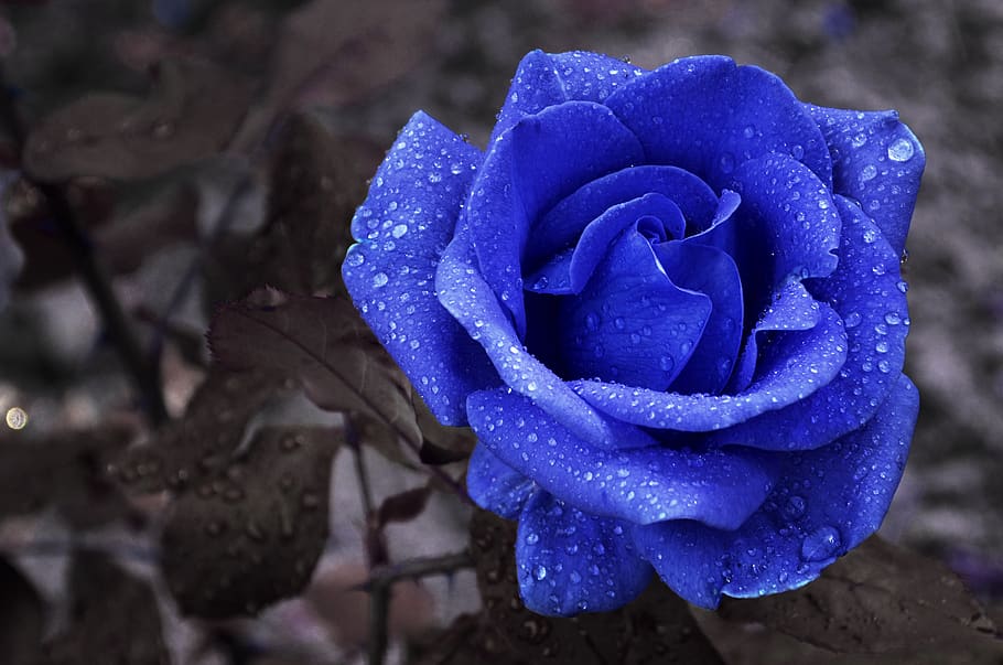 flower, blue, rose, fantasy, dream, rain, raindrop, blooms at, love, wet